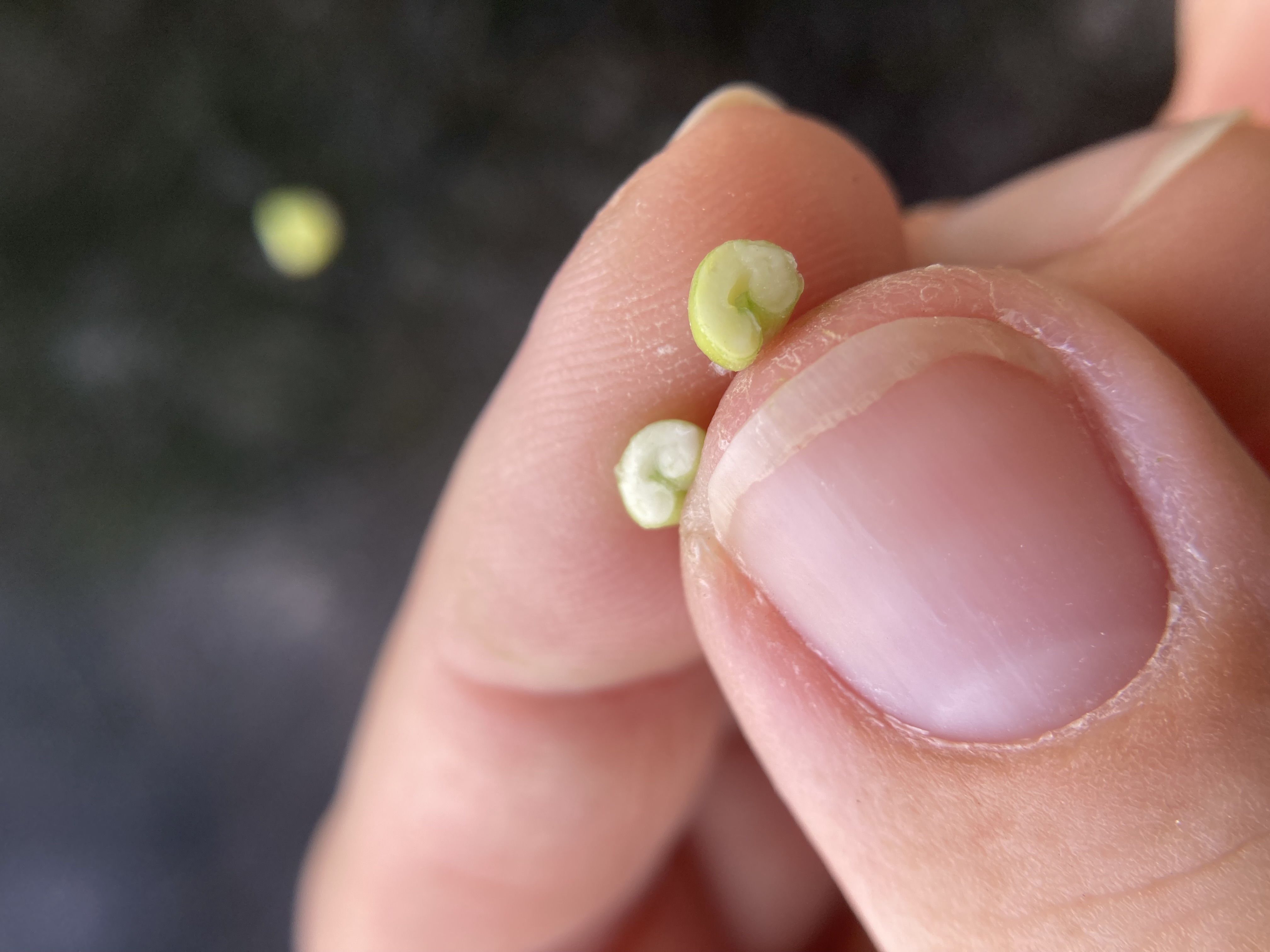 25 wheat kernel cross section.jpg